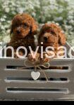 viber_image_2025-08-28_20-43-58-122