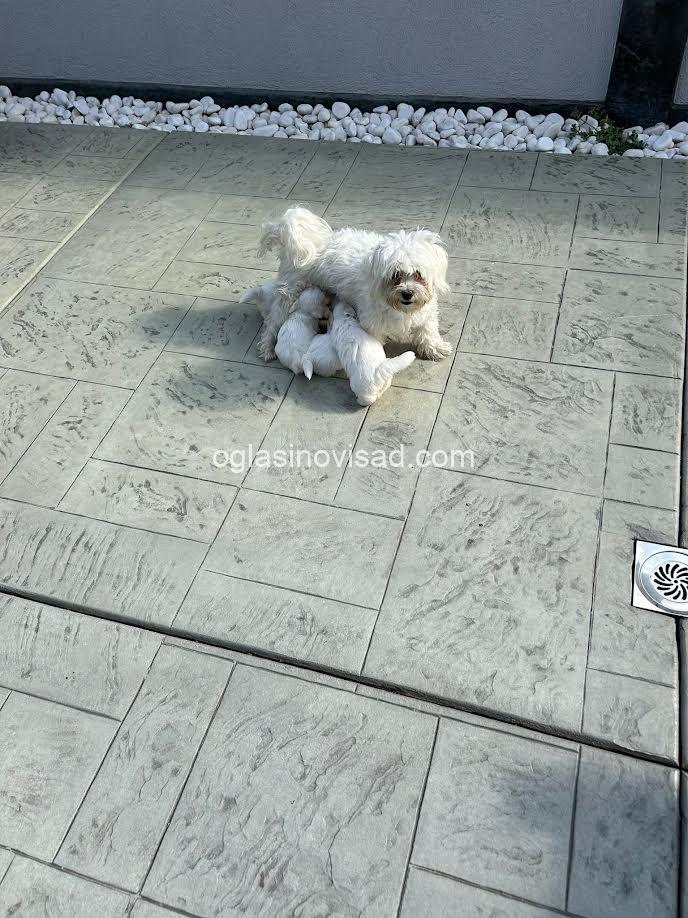 4  maltezer  LP0925