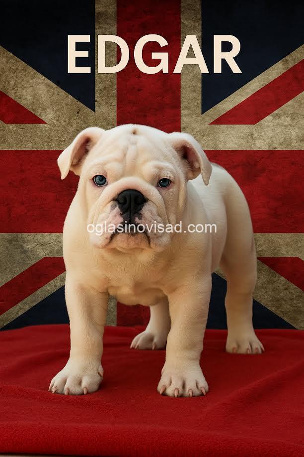 4  engleskibuldogLj0925