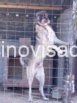 kangal 03