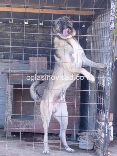 kangal 03