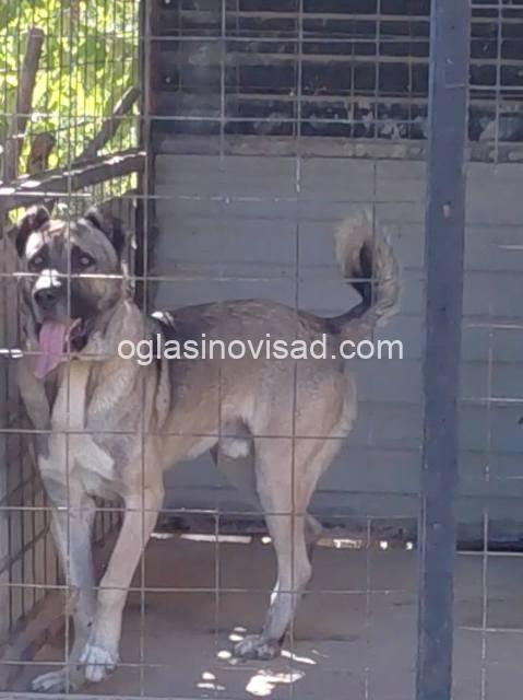 kangal 02