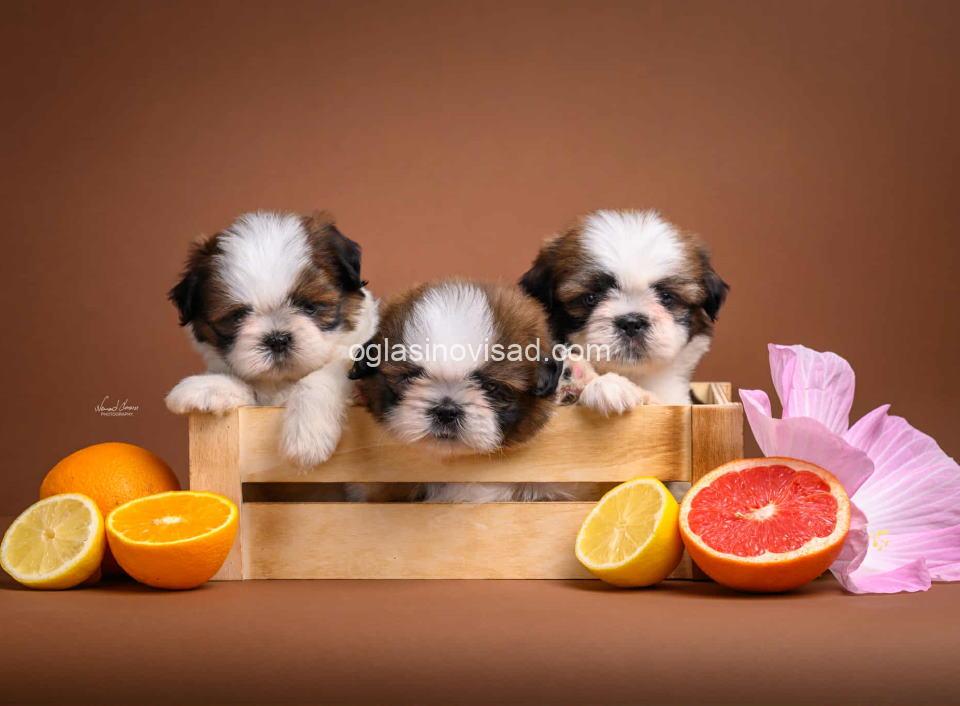 shih1