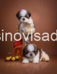 shih2