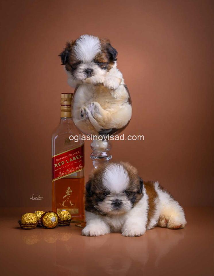 shih2