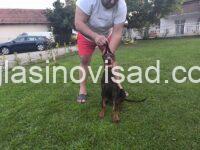 2  dobermani   N0925