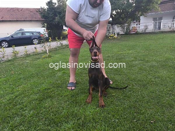 2  dobermani   N0925