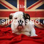 5  engleskibuldogLj0925