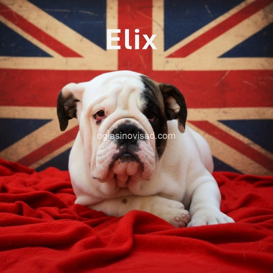 5  engleskibuldogLj0925