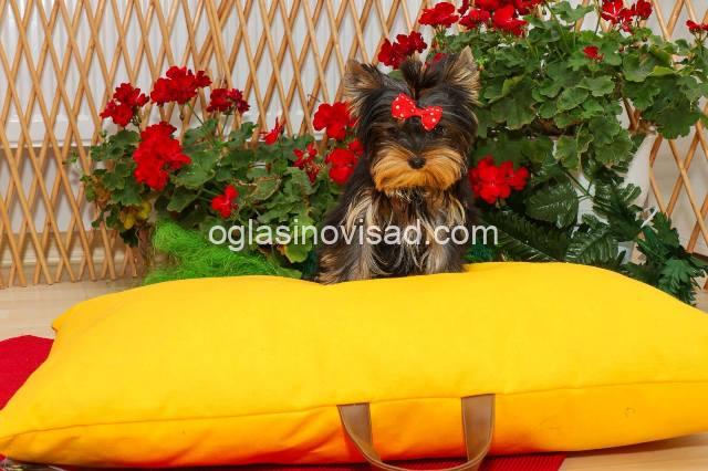 yorkie terijer 05