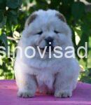 cau cau 04