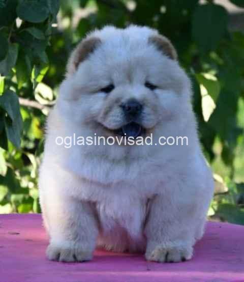 cau cau 04