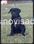 3sava