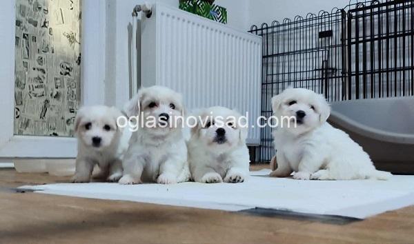 1 coton de tulear AP0925