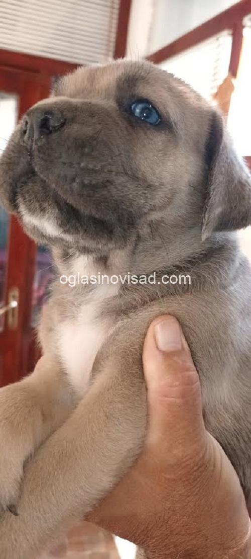 4  canecorsoJN0925
