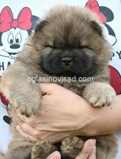 cau cau 03