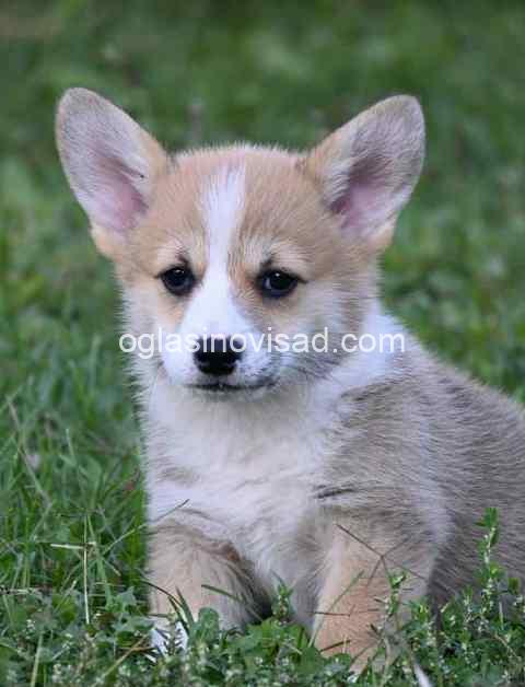 Welsh Corgi Pembroke 05