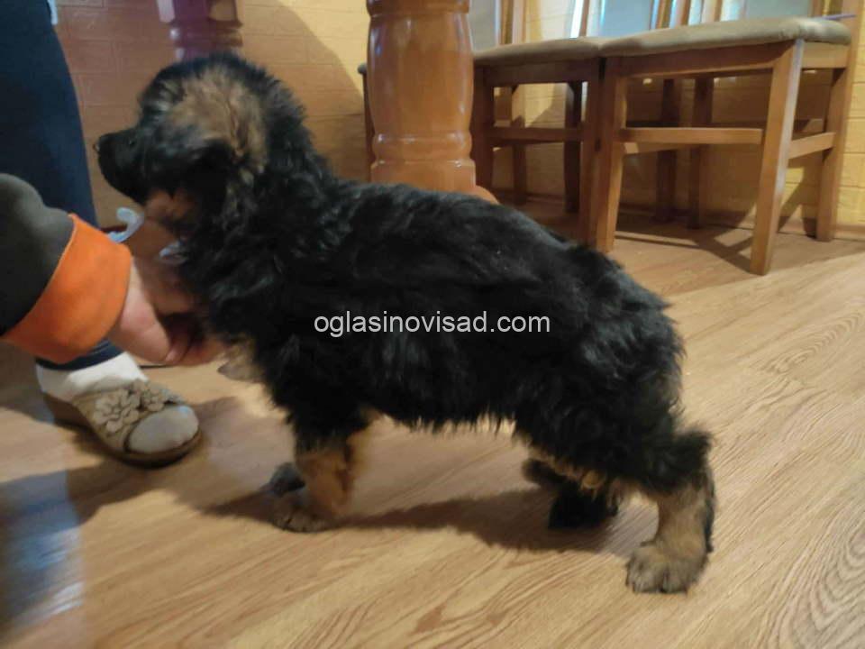 nemački ovčar zemanko