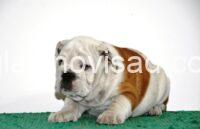 2 engleski buldog AV1025