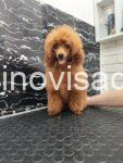 2 toy pudla 0410
