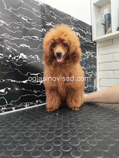 2 toy pudla 0410