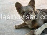 2 frbuldogsteneT1025