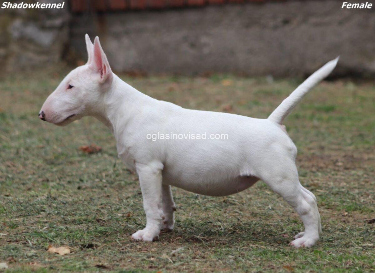 Puppy I 1