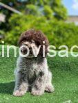 lagotto 02