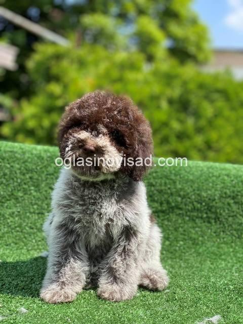 lagotto 02