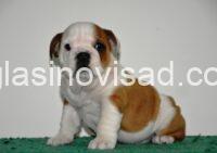 4 engleski buldog AV1025