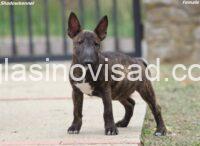 Puppy II 1
