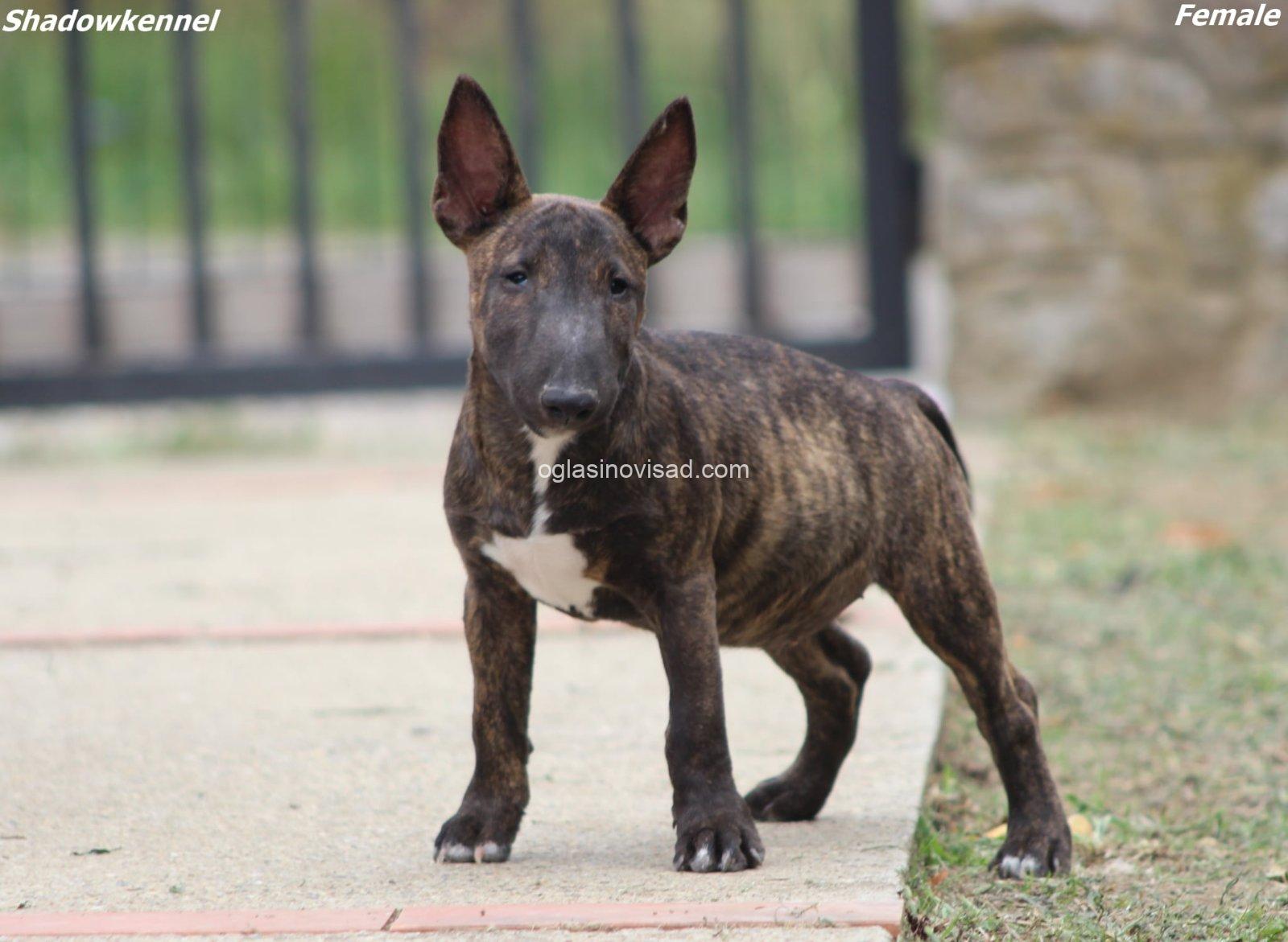Puppy II 1