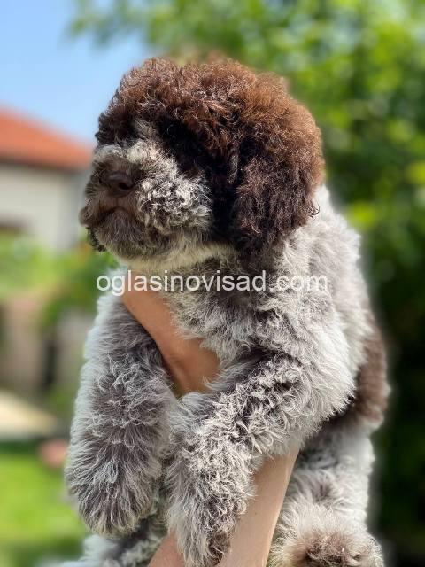 lagotto 03