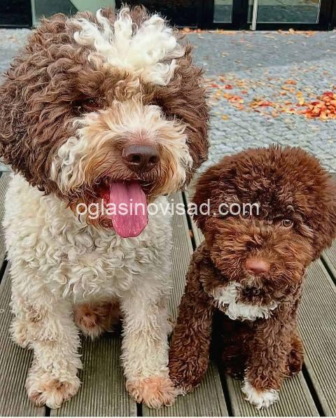 lagotto 01