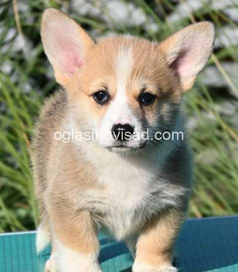 Welsh Corgi Pembroke 02w
