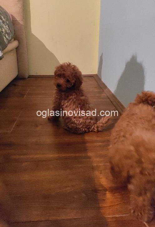 1 toy pudla 0410