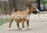 Puppy III 2