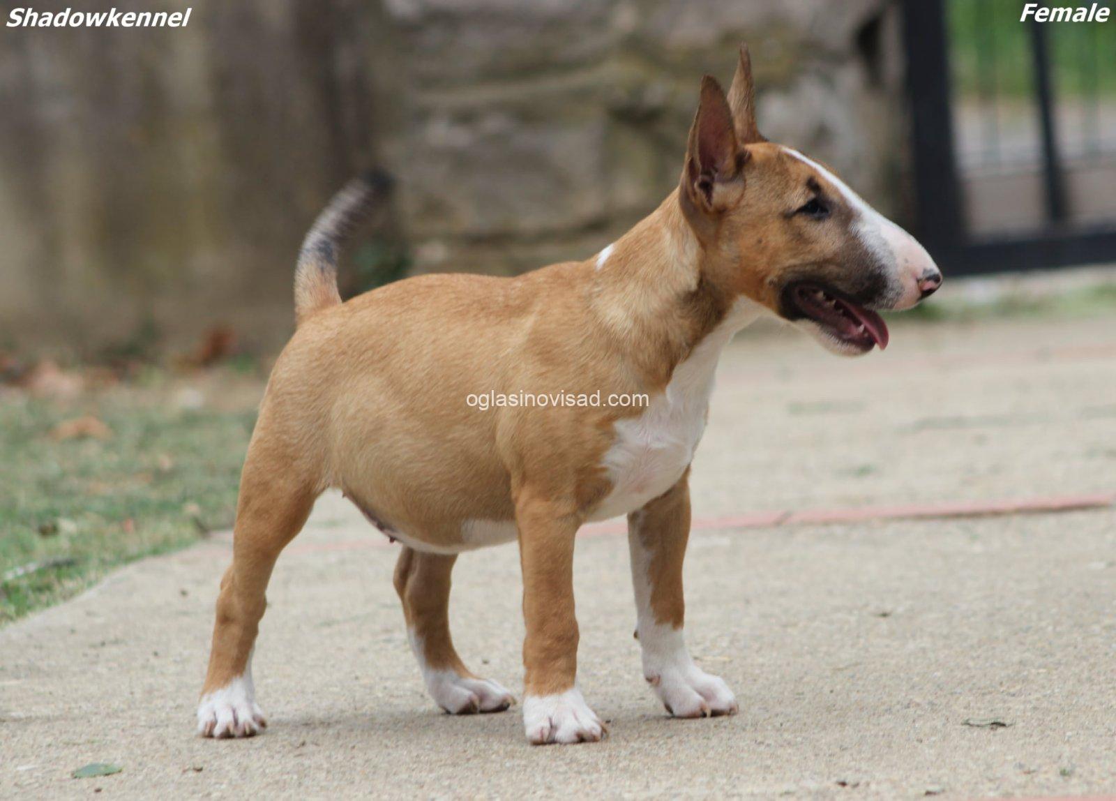 Puppy III 2