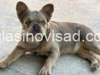 3 frbuldogsteneT1025