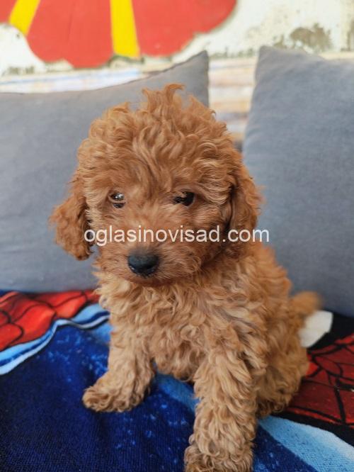 5 toy pudla 0410