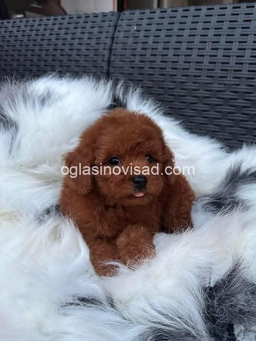 4 toy pudla 0410