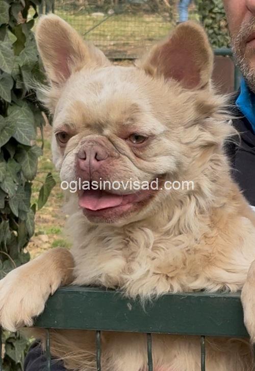 1 frbuldogTK1025