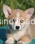 Welsh Corgi Pembroke 03