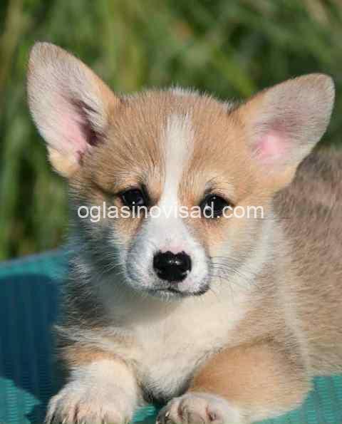 Welsh Corgi Pembroke 03