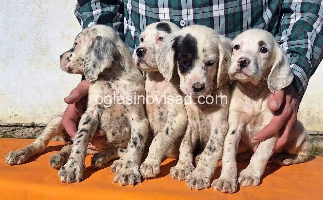engleski seter 03