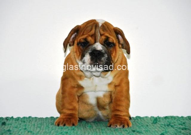 1  engleski buldog  AV1025