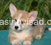Welsh Corgi Pembroke 01w