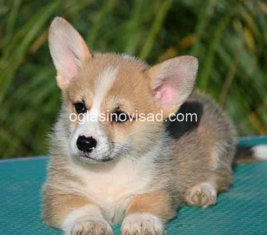 Welsh Corgi Pembroke 01w