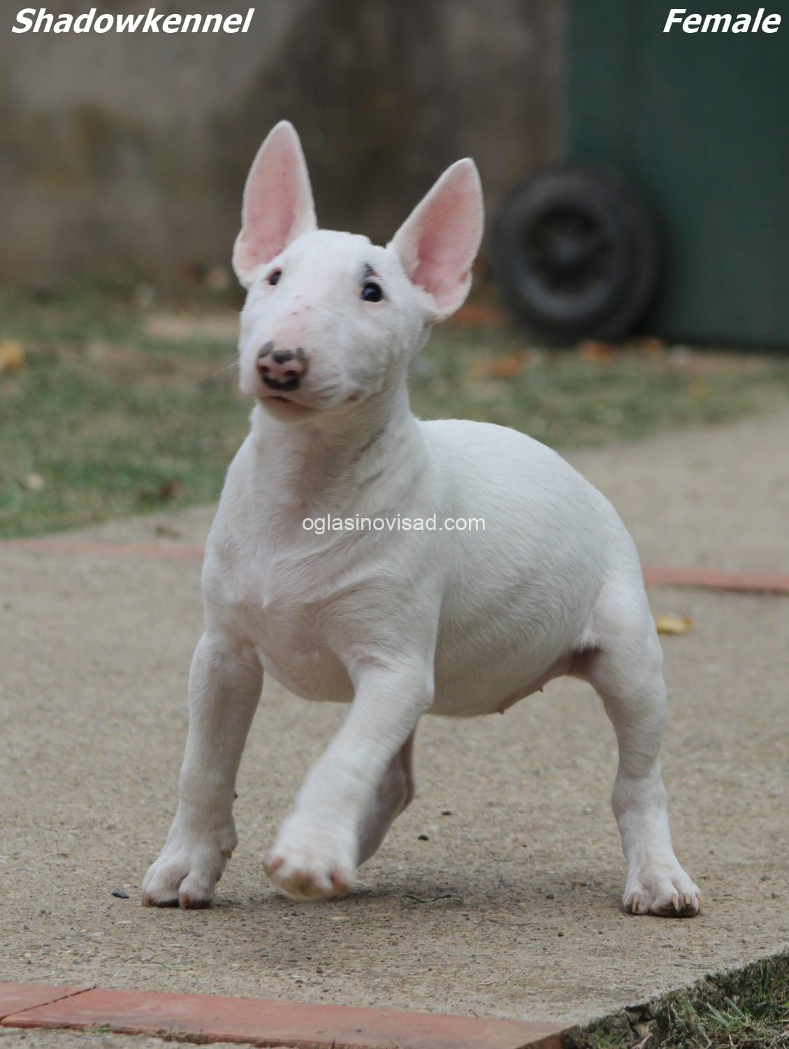 Puppy IV 1