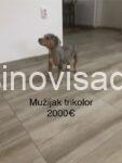 4 pitbul MS1125